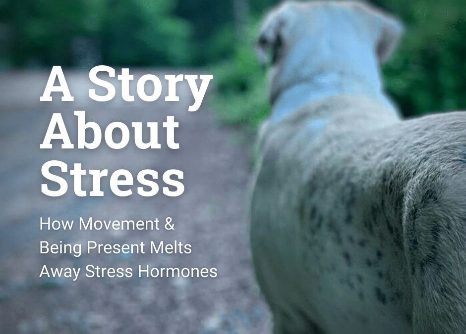 A Story About Stress: How Movement & Being Present Melts Away Stress Hormones