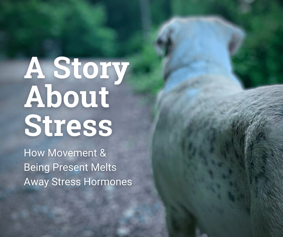 How Movement & Being Present Melts Away Stress Hormones