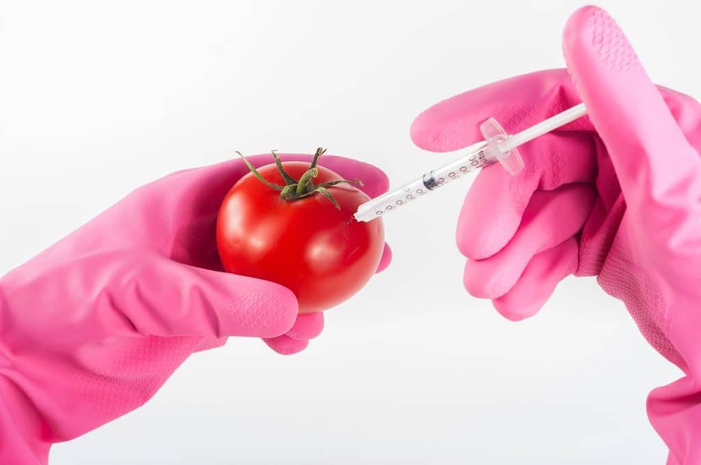 modified, tomato, genetically, food, injection, genetic, syringe, science, gmo, needle, laboratory, chemical, red, technology, research, medical, biotechnology, fresh, medicine, biology, dna, chemistry, modification, organic, liquid, scientific, experiment, healthy, vegetable, substance, nutrition, treatment, agriculture, concept, nature, lab, inject, gmo, gmo, gmo, gmo, gmo